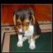 Justyna_jw