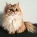 armilly
